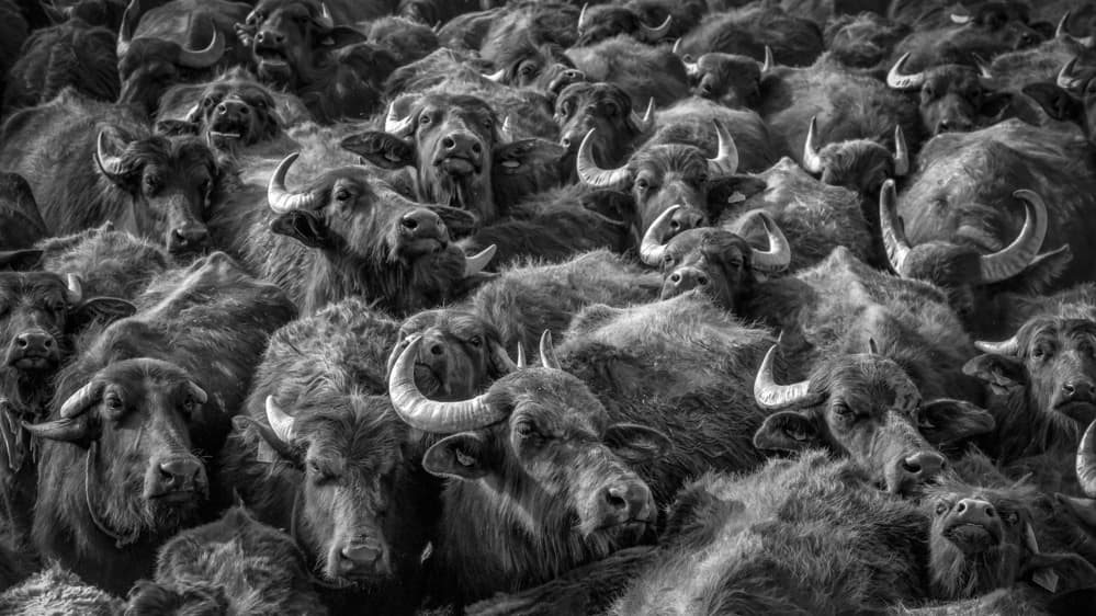 Crowded Buffalo Herd by Zühdü Bilgin — canvas wall art
