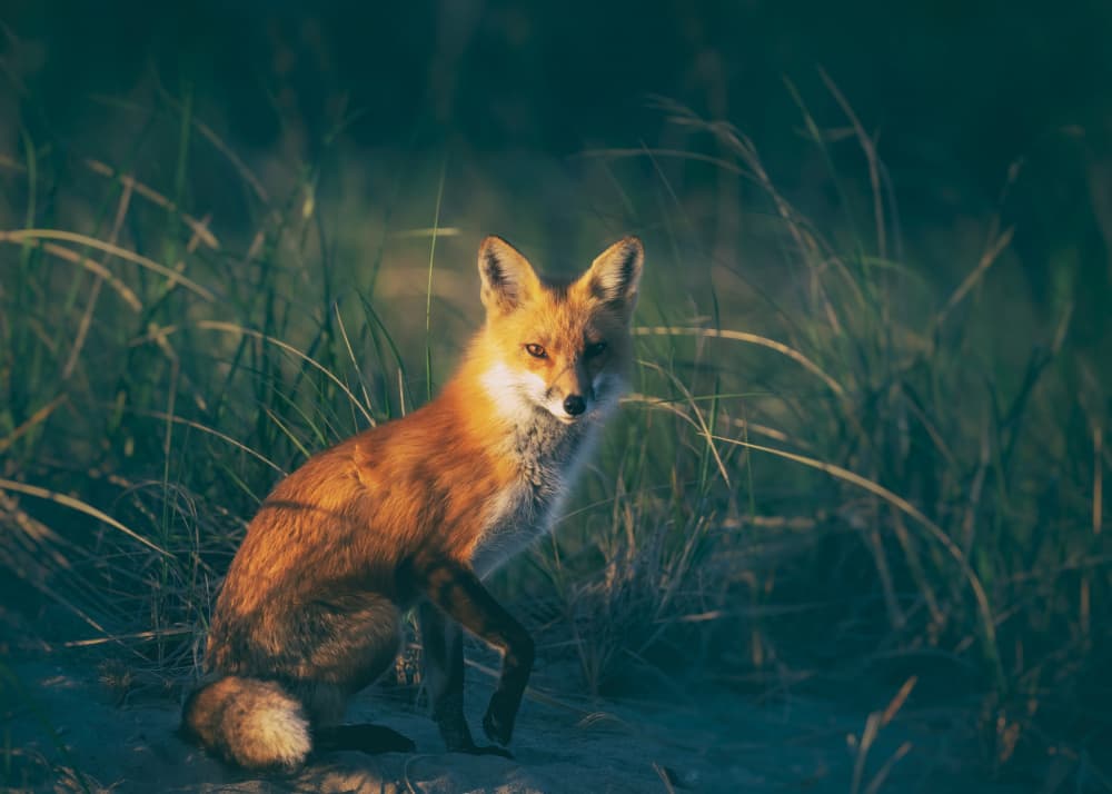Attentive Red Fox by Li Chen — canvas wall art