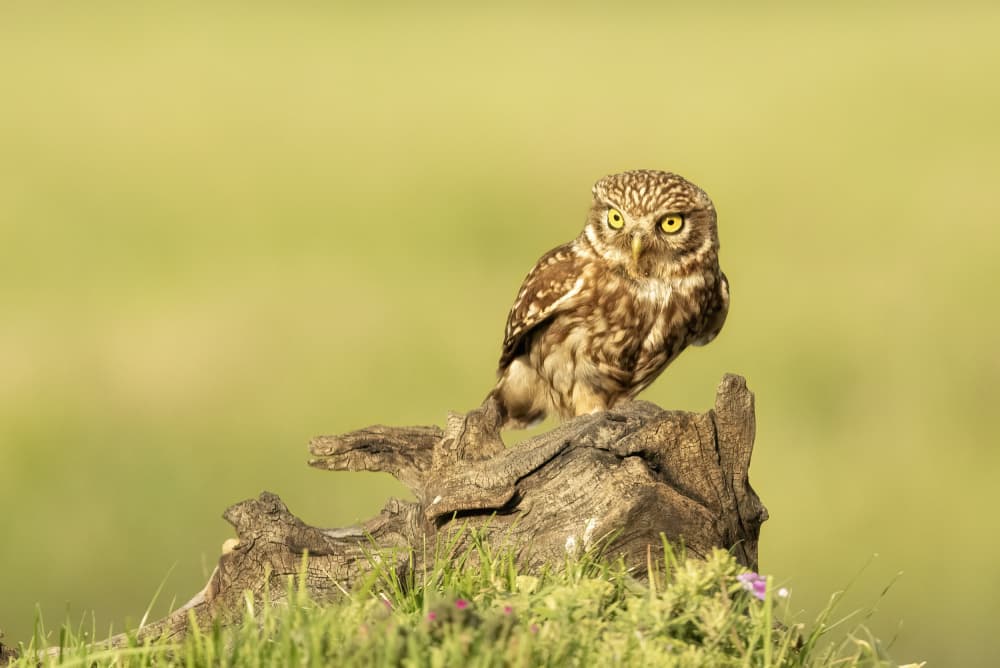 Little Owl Perched by Marco Barisone — canvas wall art