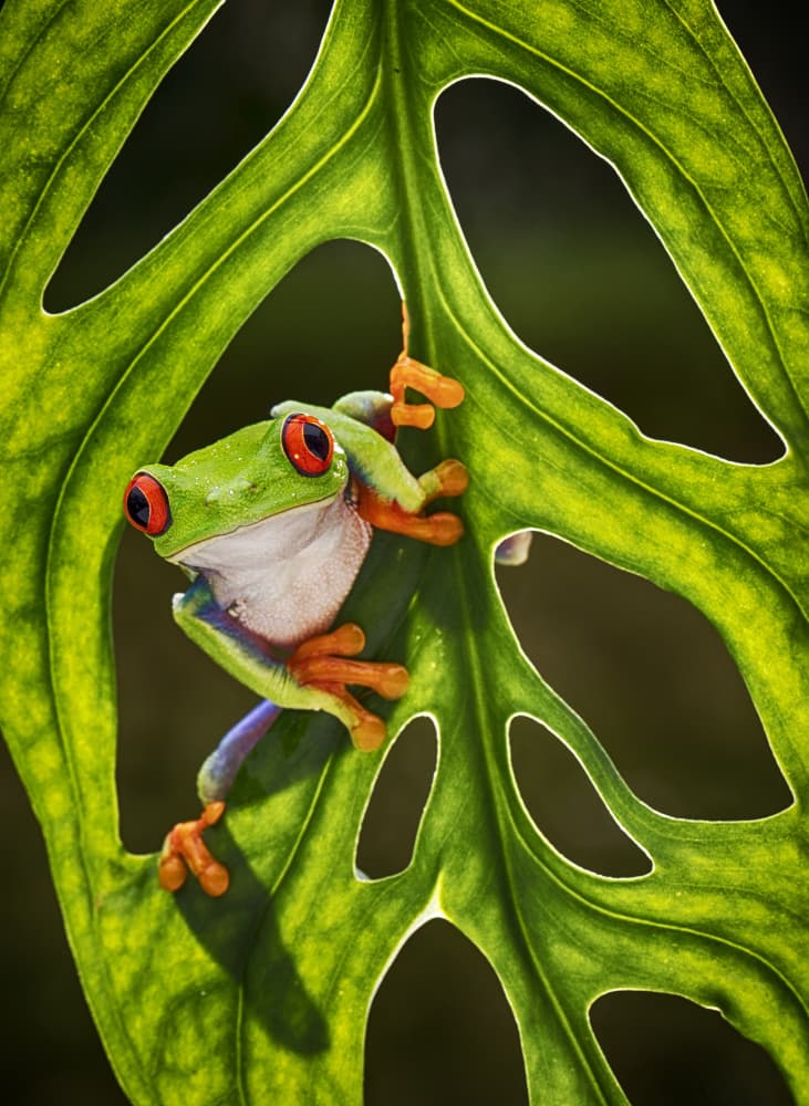 Red Eyed Tree Frog by Angela Muliani Hartojo — canvas wall art
