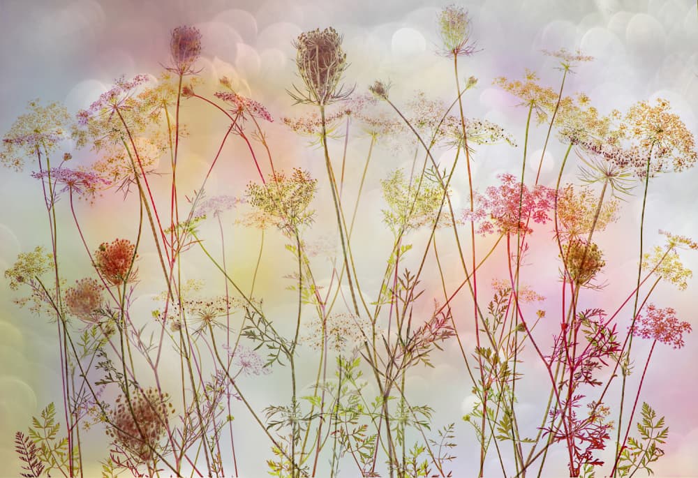 Ethereal Garden Flowers by Hilda van der Lee — canvas wall art