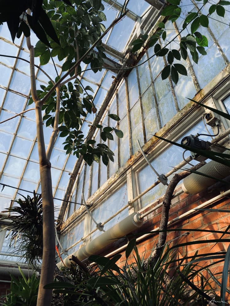 Glasshouse Greenery by Annika John — canvas wall art