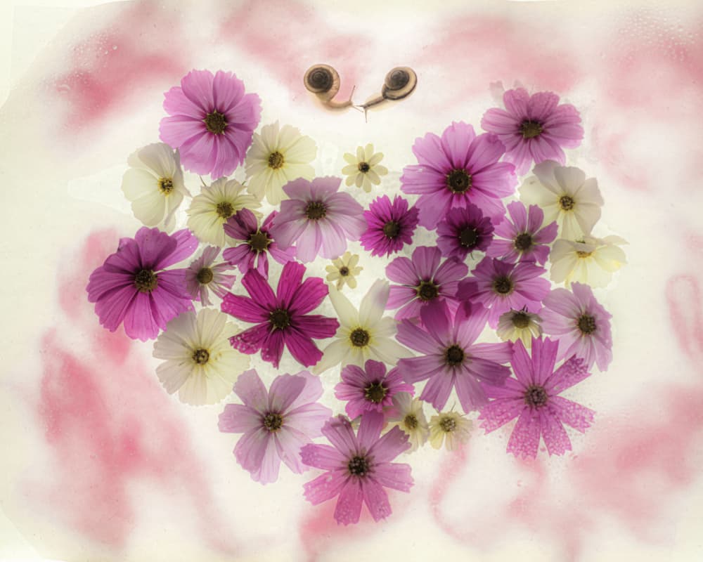 Cosmos Heart Snails by Miharu † — canvas wall art