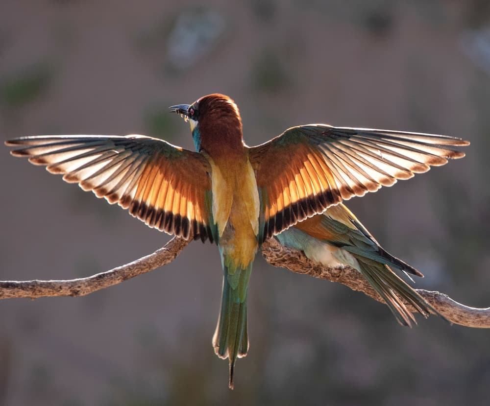 Vibrant Bee-eater Wings by Zipi Raviv — canvas wall art