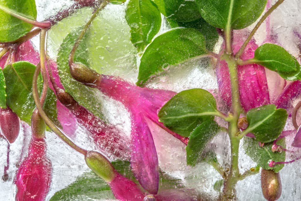 Fuchsia freeze by Mandy Disher — canvas wall art