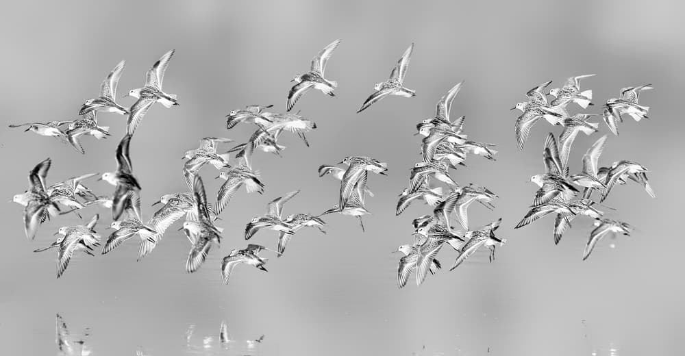 Flock Over Water by Jun Zuo — canvas wall art