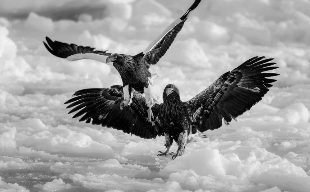 Arctic Eagles Showdown by Jie Fischer — canvas wall art