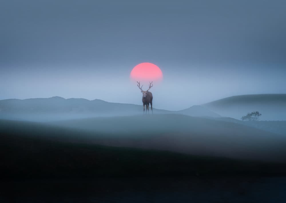Mystic Stag and Sun by NingYun Ye — canvas wall art