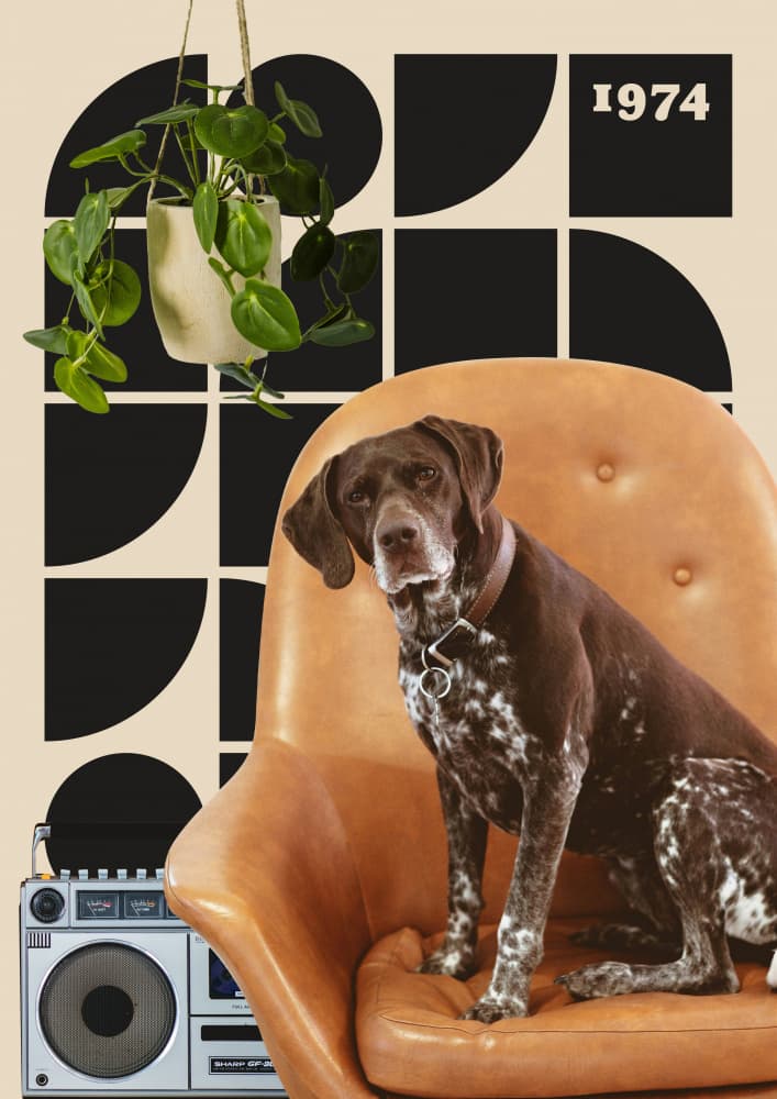 Groovy Dog In Chair by Daniel Donocik — canvas wall art