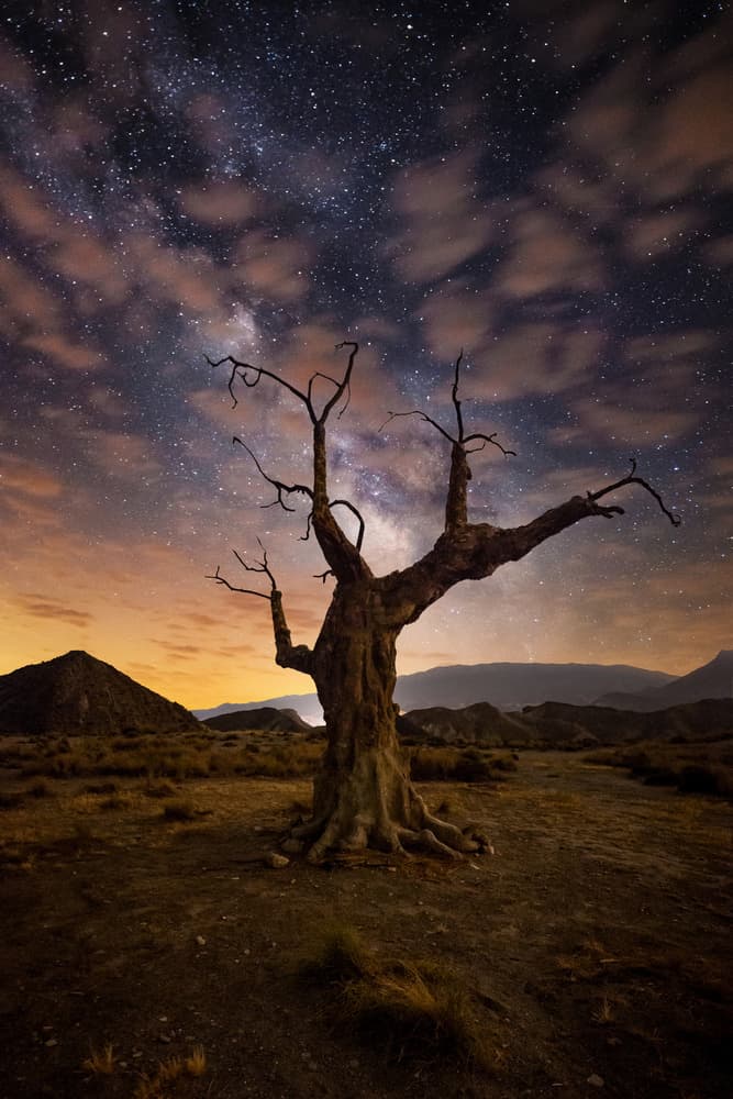 Milky Way Over Desert Tree by Andrei Ionut Dascalu — canvas wall art