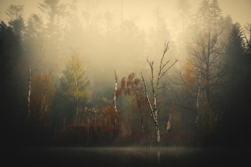 Misty Autumn Woods by Anton van Dongen — canvas wall art