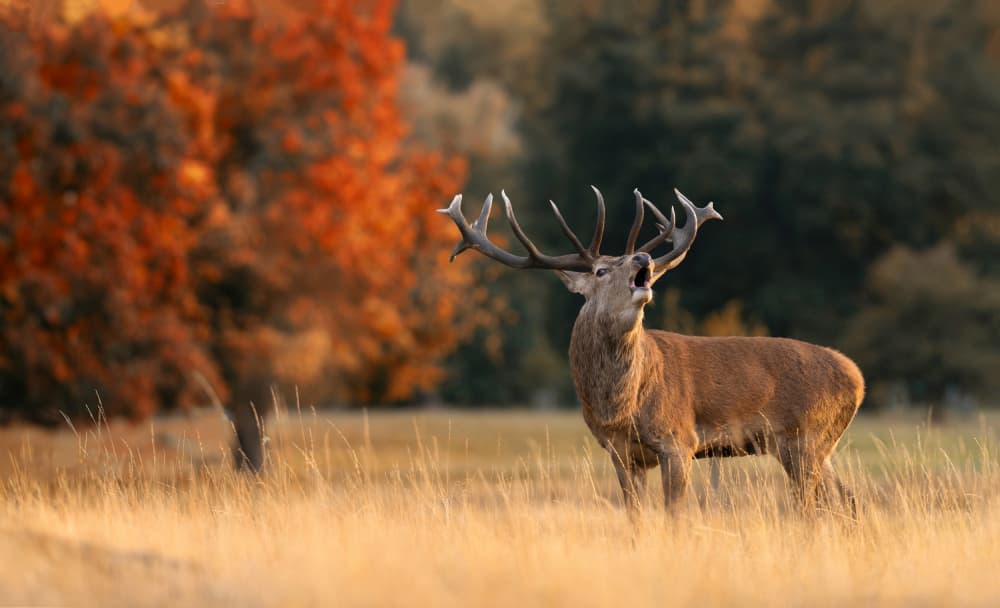Autumn Stag Bugle by Radojica Jevric fotorax — canvas wall art