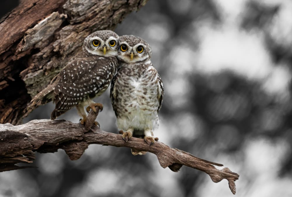 Loving Owl Pair by Nikhil Parnandi — canvas wall art