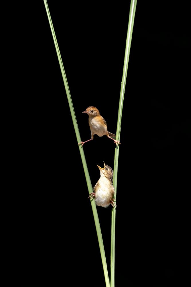 Baby Bird's Call by Sally Widjaja — canvas wall art