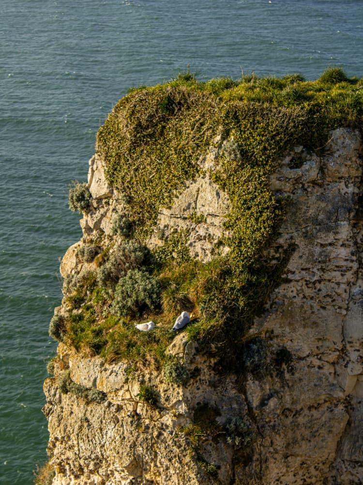 Seagulls on Coastal Cliff by Léa Lefebvre — canvas wall art