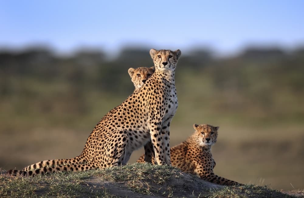 Watchful Cheetah Family