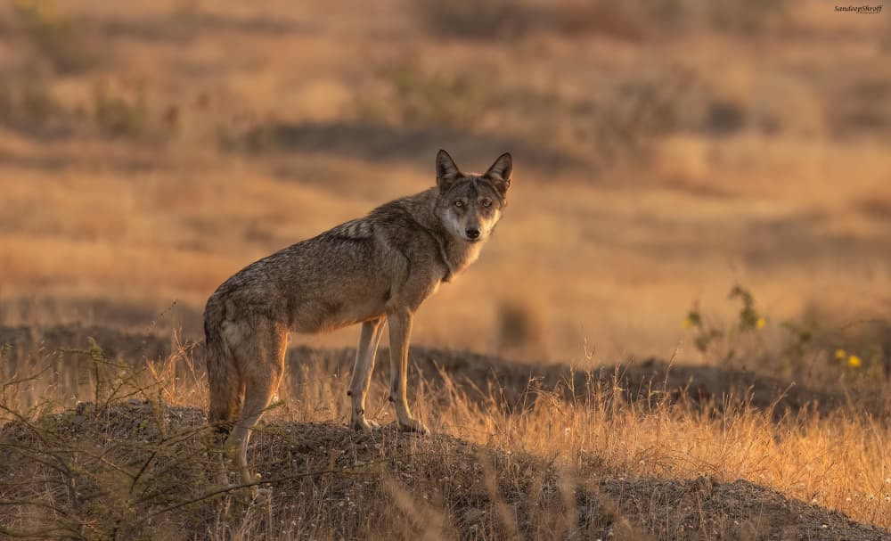 Indian Wolf Gaze by Sandeep Shroff — canvas wall art
