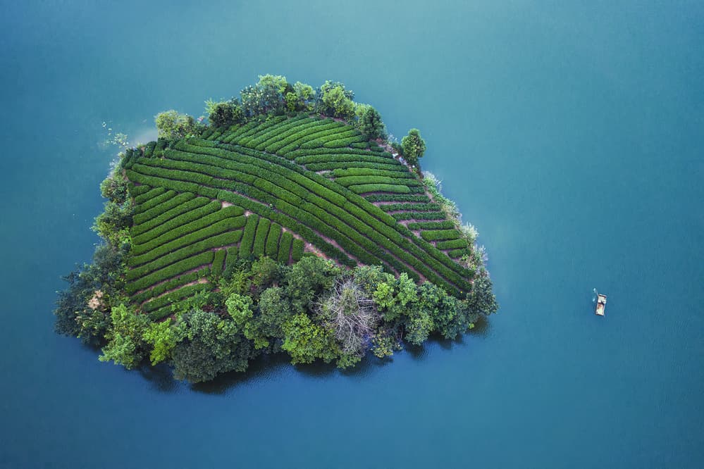 Green Island Tea Fields by TIANQI — canvas wall art