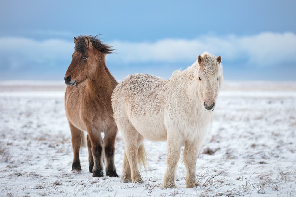Winter Horses in Snow