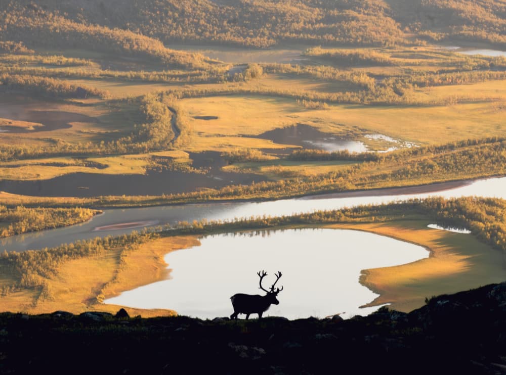 Golden Reindeer Silhouette by Matyáš Rind — canvas wall art