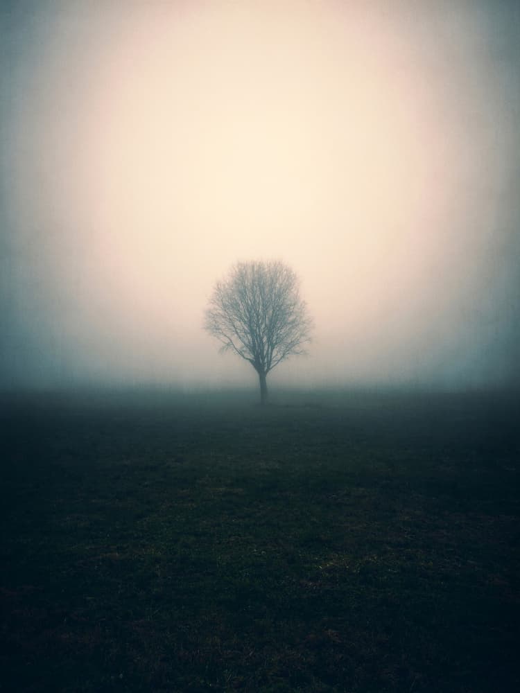 Lone Tree In Fog by Angelo Cerantola — canvas wall art