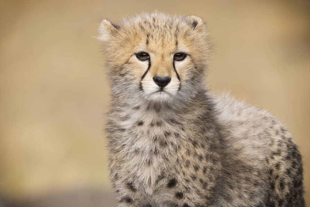 Adorable Cheetah Cub by Renee Doyle — canvas wall art