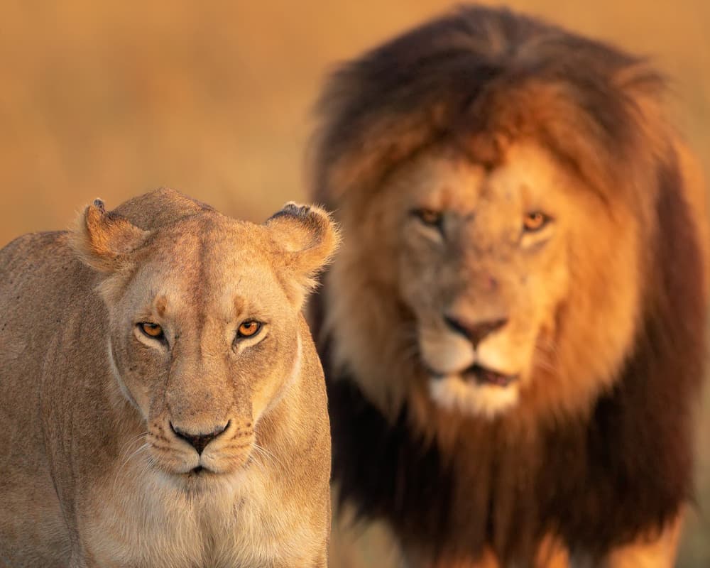 African Lion Pair by Mario Vigo — canvas wall art