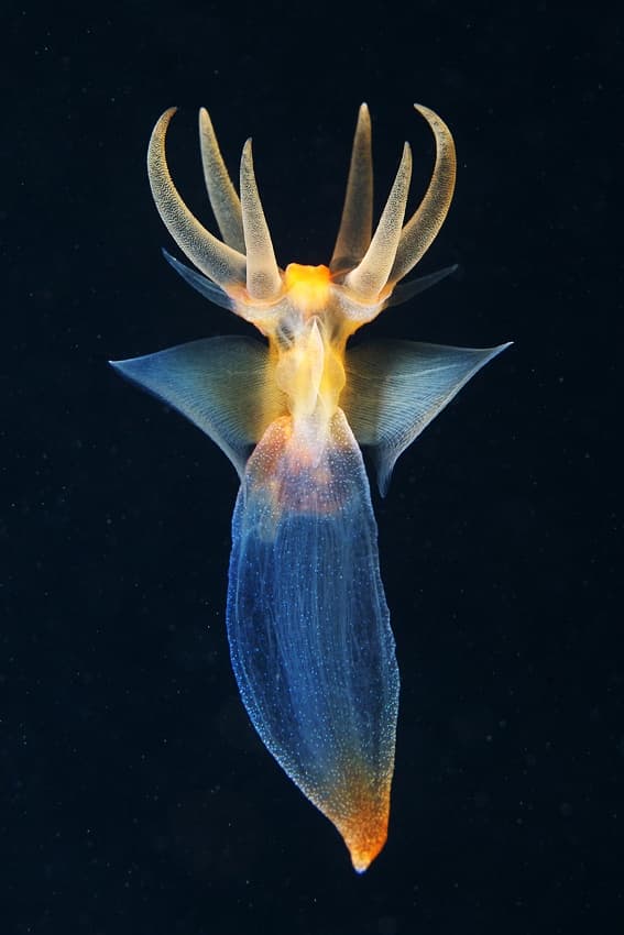 Ethereal Sea Angel by Alexander Semenov — canvas wall art