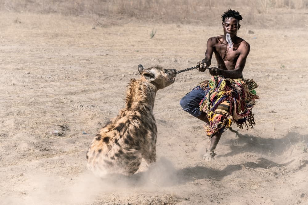 African Hyena Ritual by Trevor Cole — canvas wall art