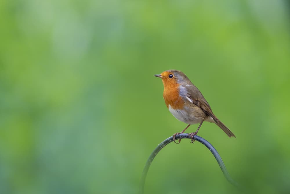 Delicate Garden Robin by Hardik Pandya — canvas wall art