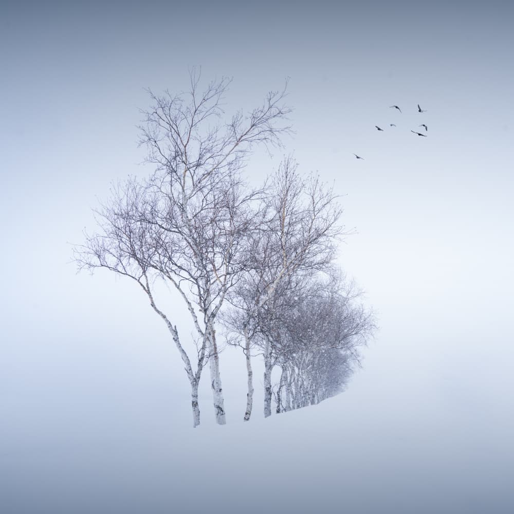Serene Winter Birches by Dawn X W — canvas wall art