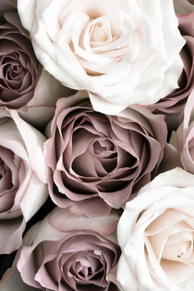 Blush And White Roses by Pictufy Studio III — canvas wall art