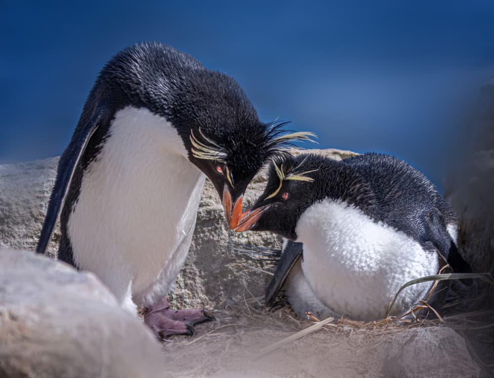 Loving Rockhopper Penguins by Yuan Su — canvas wall art