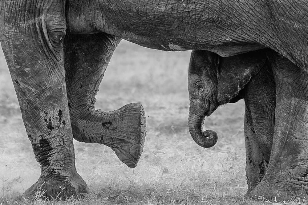 Baby Elephant's Gentle Shelter by Ali Khataw — canvas wall art