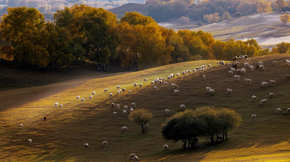 Sheep on Golden Hills by Sally Widjaja — canvas wall art