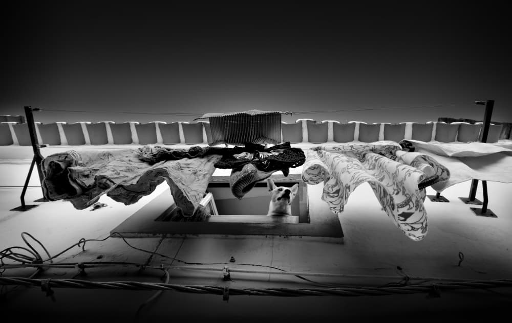 Rooftop Laundry Dog by Agostinho Teixeira — canvas wall art