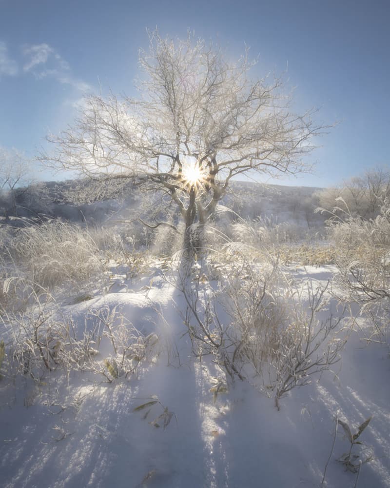 Winter Sunburst Tree by Makiko Samejima — canvas wall art