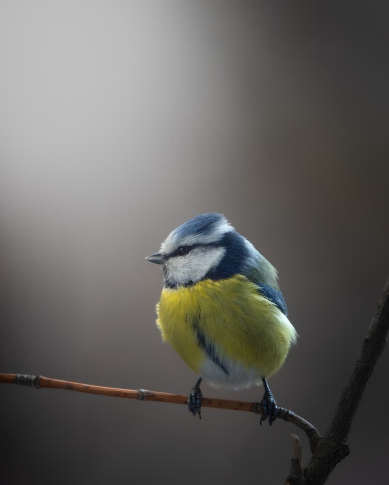 Serene Blue Tit Bird by Oles Paritskiy — canvas wall art
