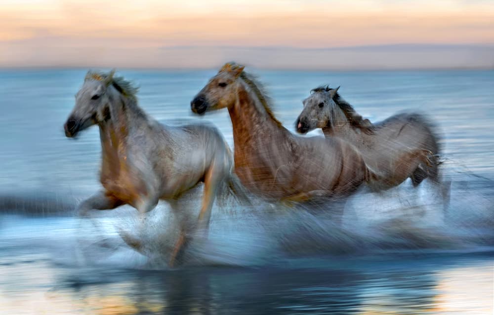 Galloping Ocean Horses by Xavier Ortega — canvas wall art