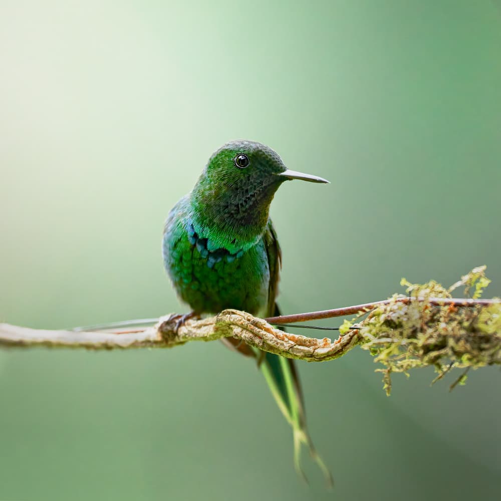 Emerald Hummingbird Perched by Lisandro PEREZ — canvas wall art
