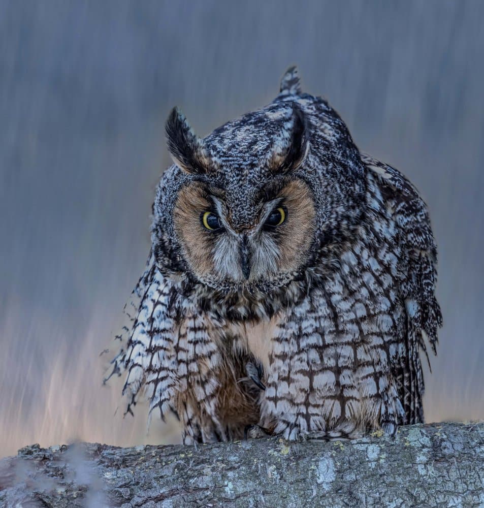 Watchful Long-Eared Owl by Taksing (吉星高照) — canvas wall art