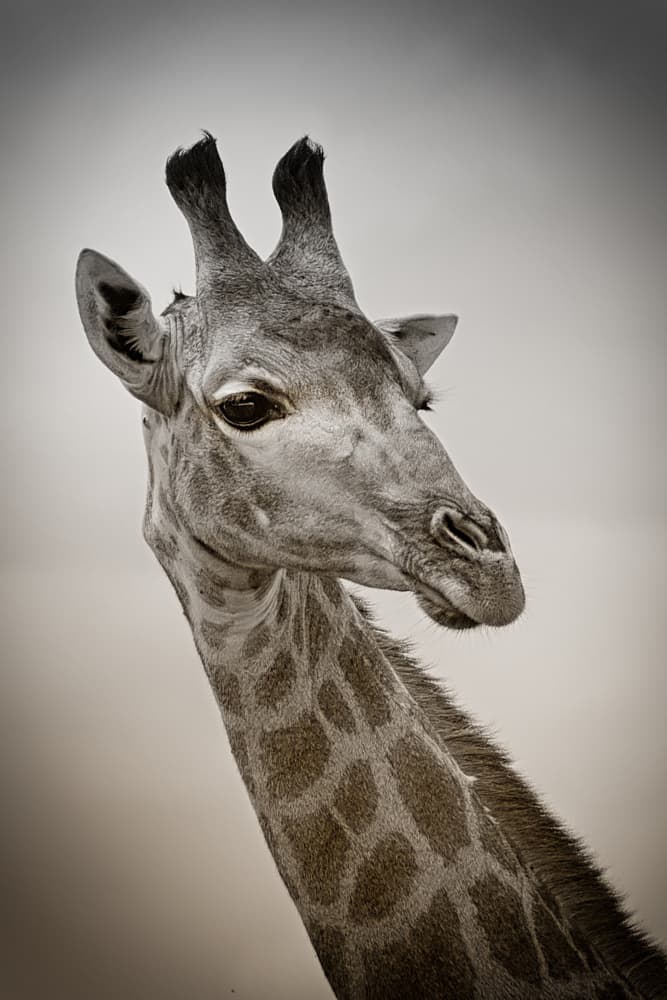 Elegant Giraffe Portrait by alberti Patrick — canvas wall art