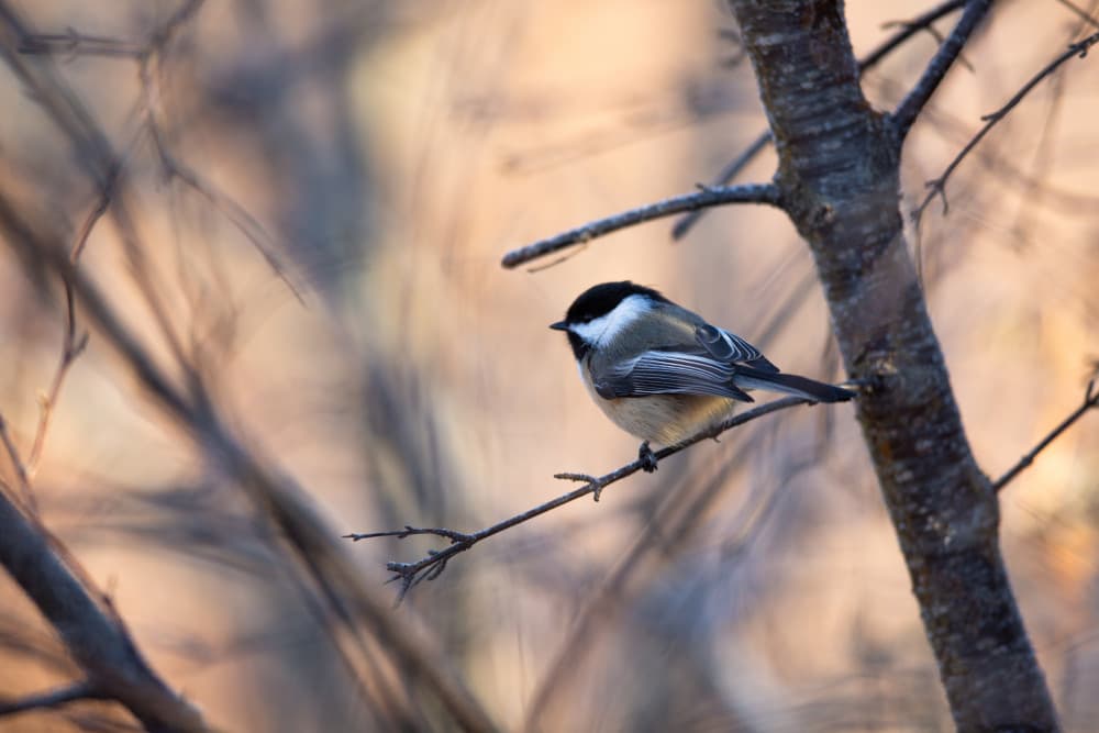 Serene Chickadee Perch by Dusan Ljubicic — canvas wall art
