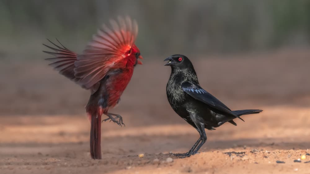 Wild Bird Standoff by Siyu_Wei APA — canvas wall art
