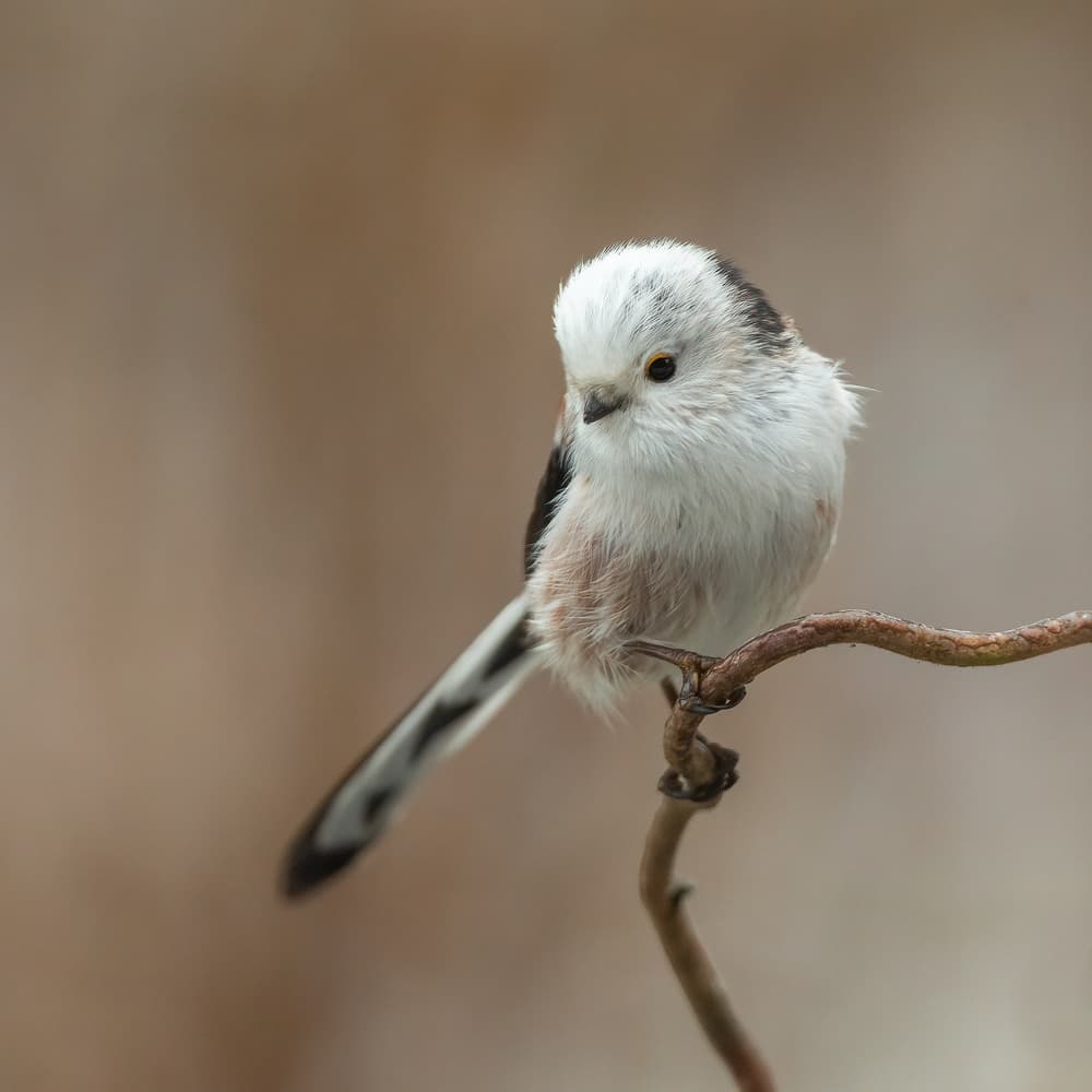 Fluffy Long-tailed Tit by Annie Keizer — canvas wall art