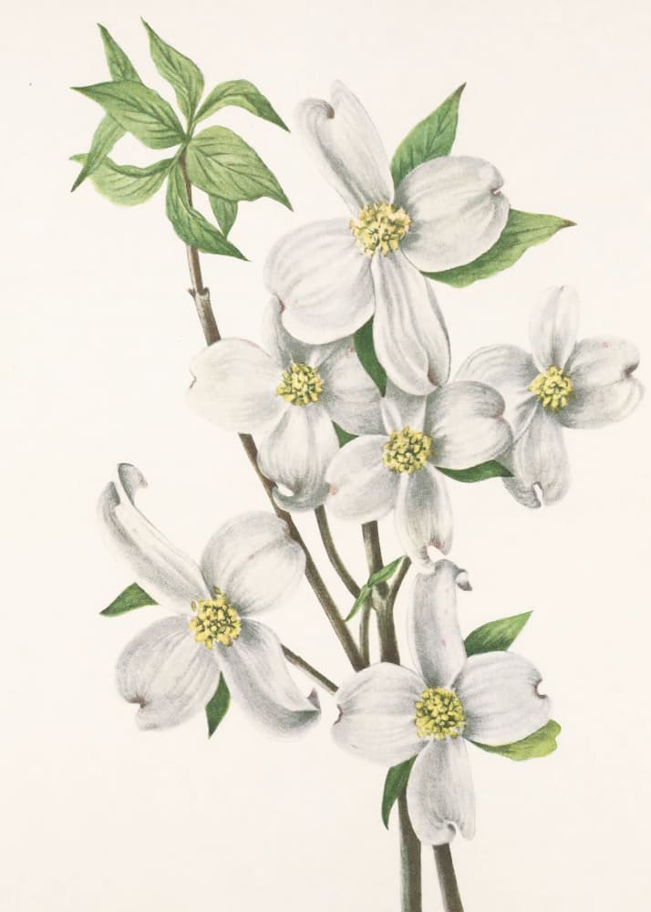Flowering Dogwood From North American Wildflowers (1925) By Mary Vaux Walcott by Mary Vaux Walcott — canvas wall art