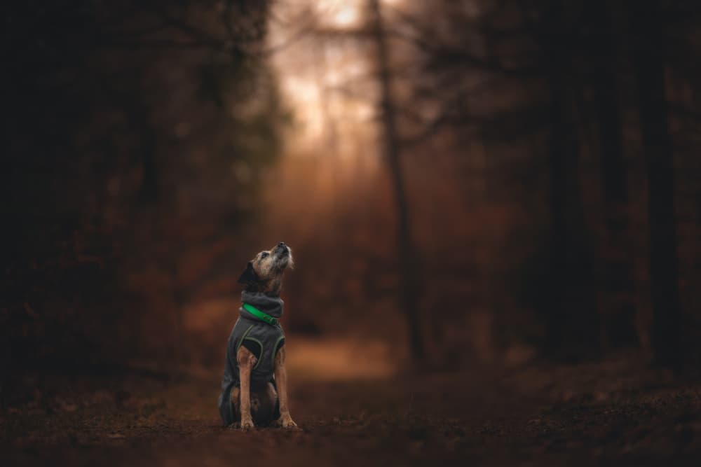 Thoughtful Forest Dog by Pali Gerec — canvas wall art