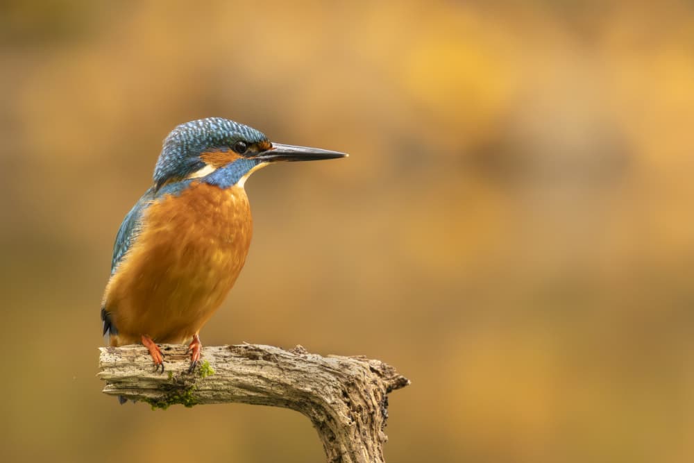 Vibrant Kingfisher Perched by Adrian Tudose — canvas wall art