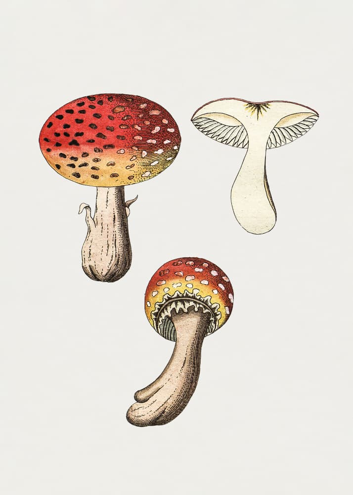 Hand Drawn Fly Agaric Mushroom by Biodiversity Heritage Library — canvas wall art