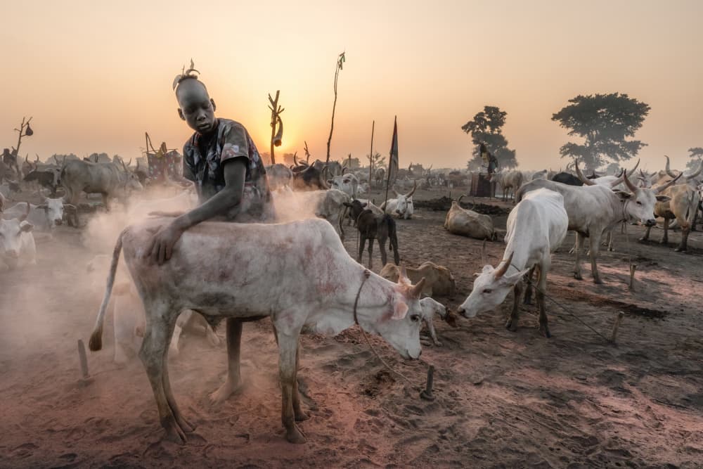 Boy and Cow at Sunset by Trevor Cole — canvas wall art